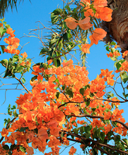 Bougainvillea Oranje
