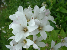 Campanula Lactiflora 'white Pouffe'