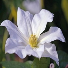 Clematis 'gladys Picard'