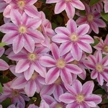 Clematis 'nelly Moser'