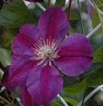 Clematis 'star Of India'