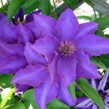 Clematis 'the President'