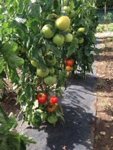 Gronddoek Met Openingen Voor Tomaten60 Cm X 5 M
