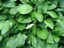 Hosta Fortunei 'hyacinthina'