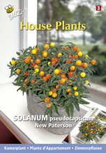 Kamerplanten Solanum Pseudocapsicum New Paterson