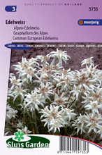 Leontopodium Alpinum   Edelweiss