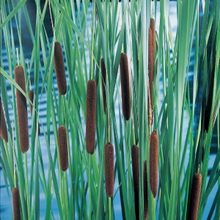 Moerings Waterplanten Lisdodde (typha Laxmannii) Moerasplant