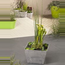 Moerings Waterplanten Mini Vijver Grijs Vierkant Compleet