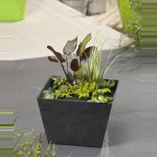 Moerings Waterplanten Mini Vijver Zwart Met Planteneiland