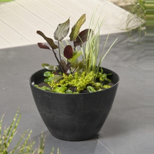 Moerings Waterplanten Mini Vijver Zwart Rond Compleet