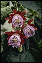 Passiflora Alata (passiebloem)