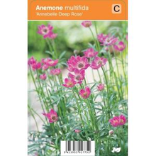 Plantenwinkel.Nl Anemoon (anemone Multifida 
