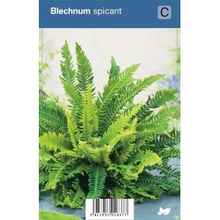 Plantenwinkel.Nl Dubbelloof (blechnum Spicant) Schaduwplant   12 Stuks