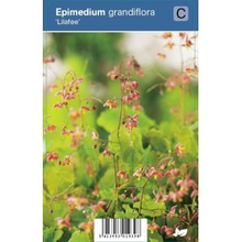 Plantenwinkel.Nl Elfenbloem (epimedium Grandiflora 