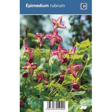 Plantenwinkel.Nl Elfenbloem (epimedium Rubrum) Schaduwplant   12 Stuks