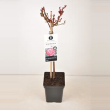 Plantenwinkel.Nl Grootbloemige Roos Op Stam 50 Cm (rosa 