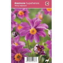 Plantenwinkel.Nl Herfstanemoon (anemone Hupehensis 