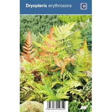 Plantenwinkel.Nl Herfstvaren (dryopteris Erythrosora) Schaduwplant   12 Stuks