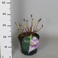Plantenwinkel.Nl Hydrangea Macrophylla 