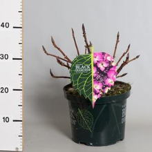 Plantenwinkel.Nl Hydrangea Macrophylla 