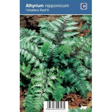 Plantenwinkel.Nl Japanse Regenboog (athyrium Nipponicum “urselers Red®”) Schaduwplant   12 Stuks