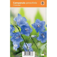 Plantenwinkel.Nl Klokjesbloem (campanula Persicifolia 