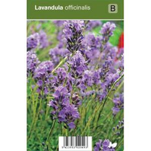Plantenwinkel.Nl Lavendel (lavandula Officinalis) Kruiden   12 Stuks
