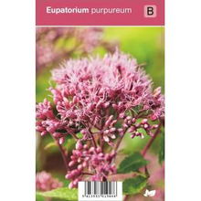 Plantenwinkel.Nl Leverkruid (eupatorium Purpureum) Najaarsbloeier   12 Stuks