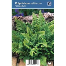 Plantenwinkel.Nl Naaldvaren (polystichum Setiferum 