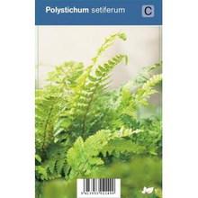 Plantenwinkel.Nl Naaldvaren (polystichum Setiferum) Schaduwplant   12 Stuks