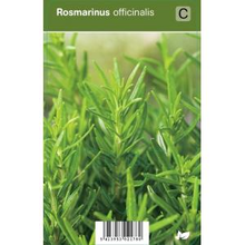 Plantenwinkel.Nl Rozemarijn (rosmarinus Officinalis) Kruiden   12 Stuks