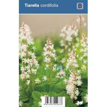 Plantenwinkel.Nl Schuimbloem (tiarella Cordifolia) Schaduwplant   12 Stuks
