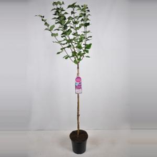 Plantenwinkel.Nl Sering Op Stam 85 Cm (syringa Vulgaris Hyacinthflora 