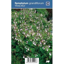 Plantenwinkel.Nl Smeerwortel (symphytum Grandiflorum 