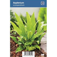 Plantenwinkel.Nl Tongvaren (asplenium Scolopendrium) Schaduwplant   12 Stuks