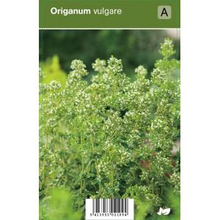Plantenwinkel.Nl Wilde Marjolein (origanum Vulgare) Kruiden   12 Stuks