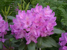 Rhododendron Catawbiense 'boursault'