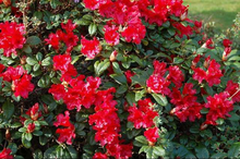Rhododendron 'scarlet Wonder'