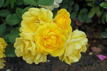 Rosa 'yellow Fairy'®