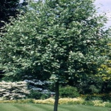 Sorbus Aria Lutescens