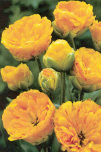 Tulpen Sun Lover (yellow Pompenette)