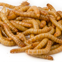 Vivara Gedroogde Meelwormen 250 G