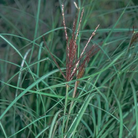 Miscanthus Sinensis 'silberspinne'