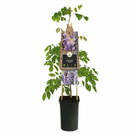 Blauweregen (wisteria Sinensis) Klimplant