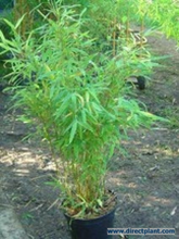 Fargesia Murieliae 'simba' (niet Woekerende Bamboe) 80/100 Cm.