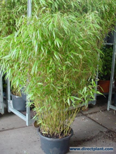 Fargesia Rufa (bamboe) 125/150 Cm