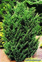 Juniperus Chinensis 'blaauw' (jeneverbes) 25/30 Cm.