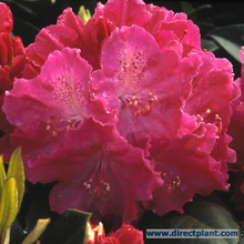 Rhododendron 'germania' (rhododendron) 40/50 Cm.